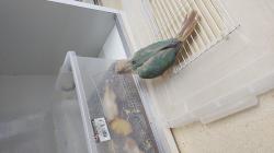 גרניציק האכלת יד מוחתמים כולל