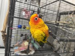 קוניור שמש למכירה האכלת יד