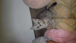 גור סקוטי מהמם , בן