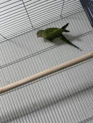 ראש שזיף נקבה בת 8 חודשים