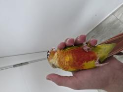 תוכי קוניור גרינצ'יק אננס,האכלת יד