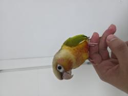 תוכי קוניור גרינצ'יק אננס,האכלת יד