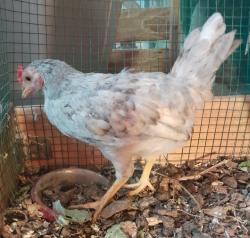 תרנגול זכר צעיר בן 4 חודשים