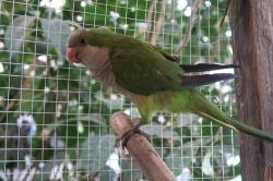 תוכי קוואקר חמוד ויפה, בן שנה פלוס