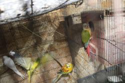 גרינצ'יק האכלת יד