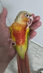 תוכי קוניור גרינצ'יק אננס,האכלת יד