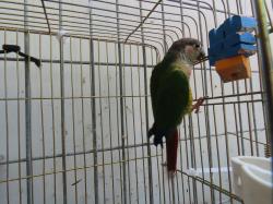 זכר בדוק ילו סיידד נשא