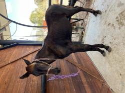 יוצא למכירה סייח singlefoot בן