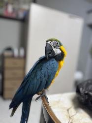 רוצה למכור את התוכים שגדלתי