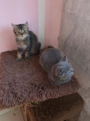 גורים סקוטי בני 3 חודש