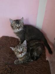 גורים סקוטי בני 3 חודש