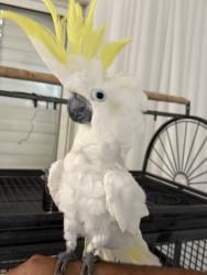 רוצה למכור את התוכים שגדלתי