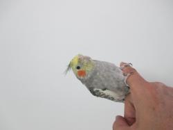 האכלת יד, תוכי נקנה מחנות