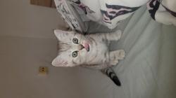 גור סקוטי מהמם , בן