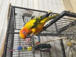 קוניור שמש למכירה האכלת יד