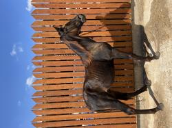 יוצא למכירה סייח singlefoot בן