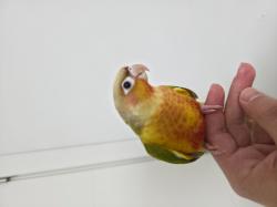 תוכי קוניור גרינצ'יק אננס,האכלת יד