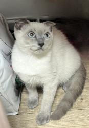 חתול סקוטי זכר גיל 4 חודשים