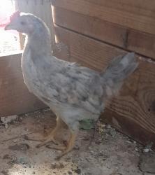 תרנגול זכר צעיר בן 4 חודשים