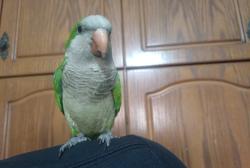 תוכי קוואקר האכלת יד חמוד מאוד לא נושך