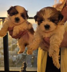 גורי 'מאל-שי' (Malti-Shih) מהממים מחכים לכם! 