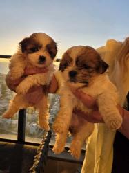 גורי 'מאל-שי' (Malti-Shih) מהממים מחכים לכם! 