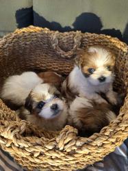 גורי 'מאל-שי' (Malti-Shih) מהממים מחכים לכם! 