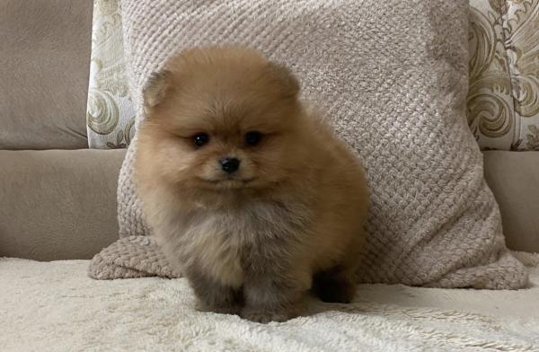 גורי פומרניין בצבע קרם נמסרים