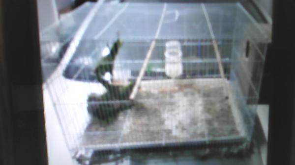 למכירה 4 תוכים יפים וחמודים