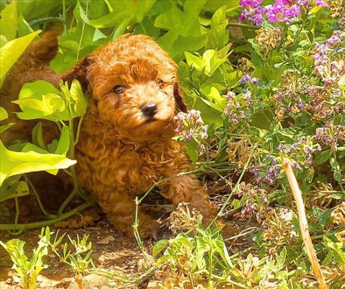 גורי פודל טוי / ננסי