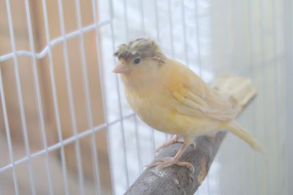 זוג כנריות (כנראה זכר ונקבה)