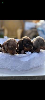 תחש ננסי, קצר שיער,בני שישה