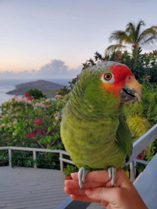 תוכי אמזונס מקסימים לאימוץ חופשי
