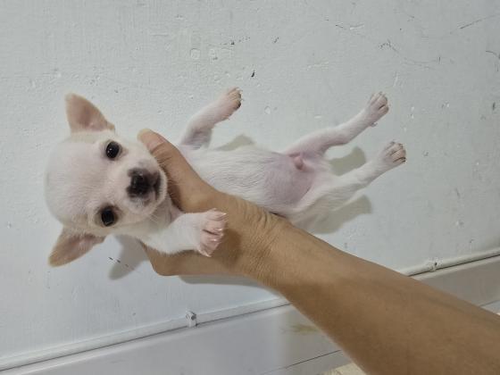 גורי ציוואוואה ננסי קטנים בני