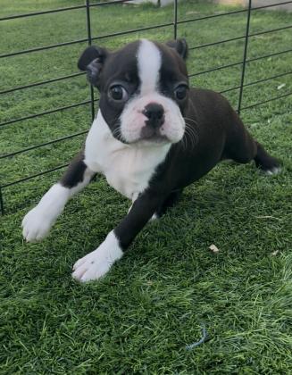 בוסטון טרייר עם תעודות יוחסין