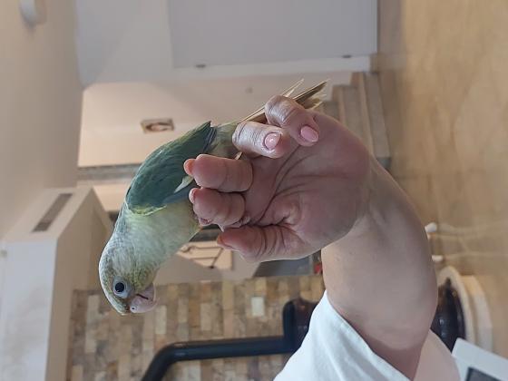 תוכי גרינציק האכלת יד מתוק