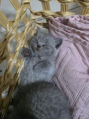 גורים בריטים מהממים , נולדו ב4/10