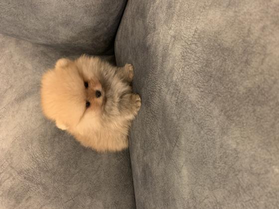 גורי פומרניין דובי בצבע קרם