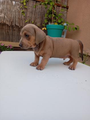 תחש מעורב,אחרי חיסון ראשון ותילוע