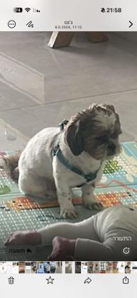 שיצו זכר לא מסורס ידידותי