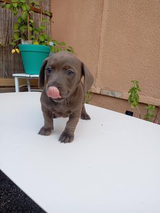 תחש מעורב,אחרי חיסון ראשון ותילוע