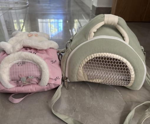 זוג שוגרים זכר ונקבה אפוריםמורגלים