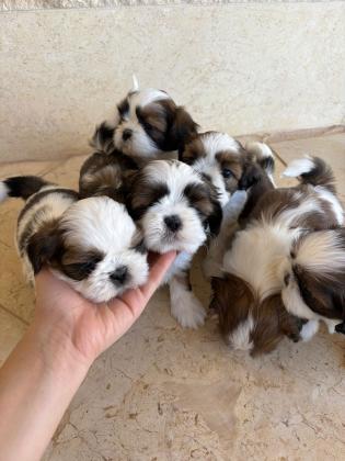 למכירה גורי שי־צו גזעיים ומתוקים