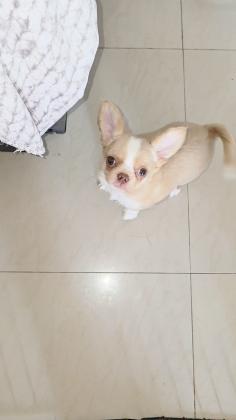 גור צ'וואווה שעיר ארוך ראש