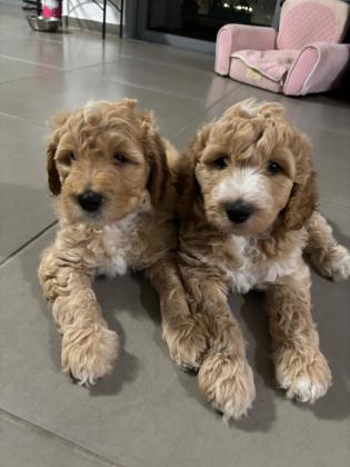 גורי שיפדודל Sheepadoodle מהממים! היפואל...