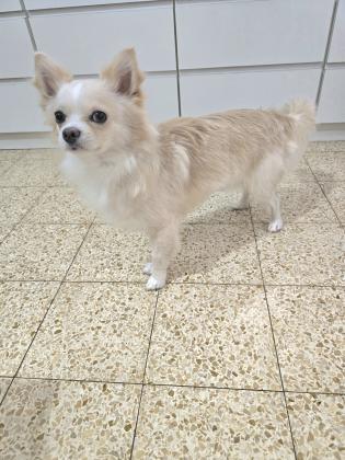 גור ציוואוואה בן 8 חודשים