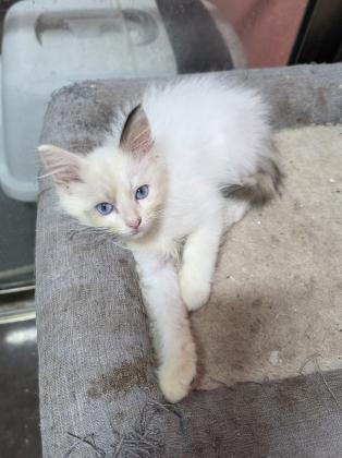 גורות רגדול בגיל 2