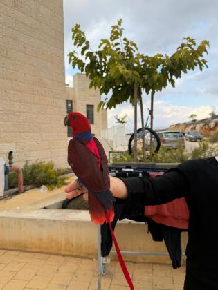 אקלקטוסית בת שלושה וחצי חודשים