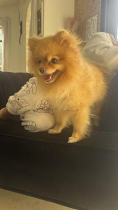 ליאו שלנו מחפש זיווג כלב