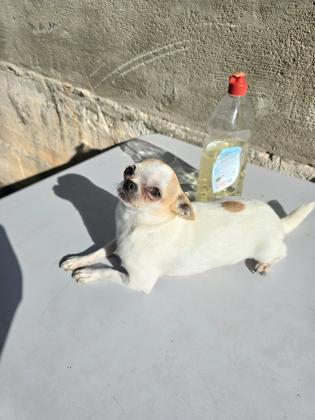 נקבה ציוואוואה מיניאטורית בת 3